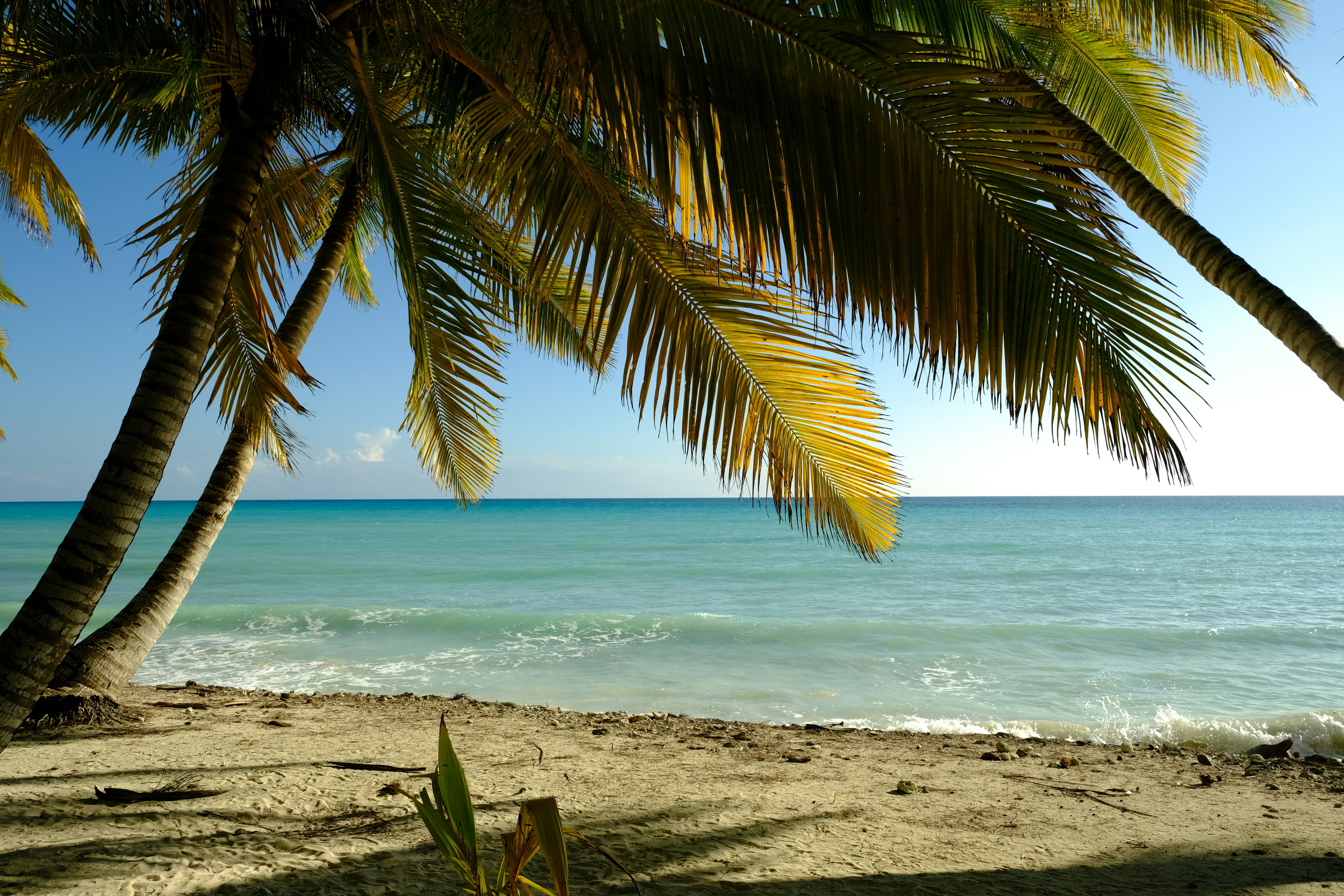 Beautiful Caribbean beach with palm trees and turquoise water